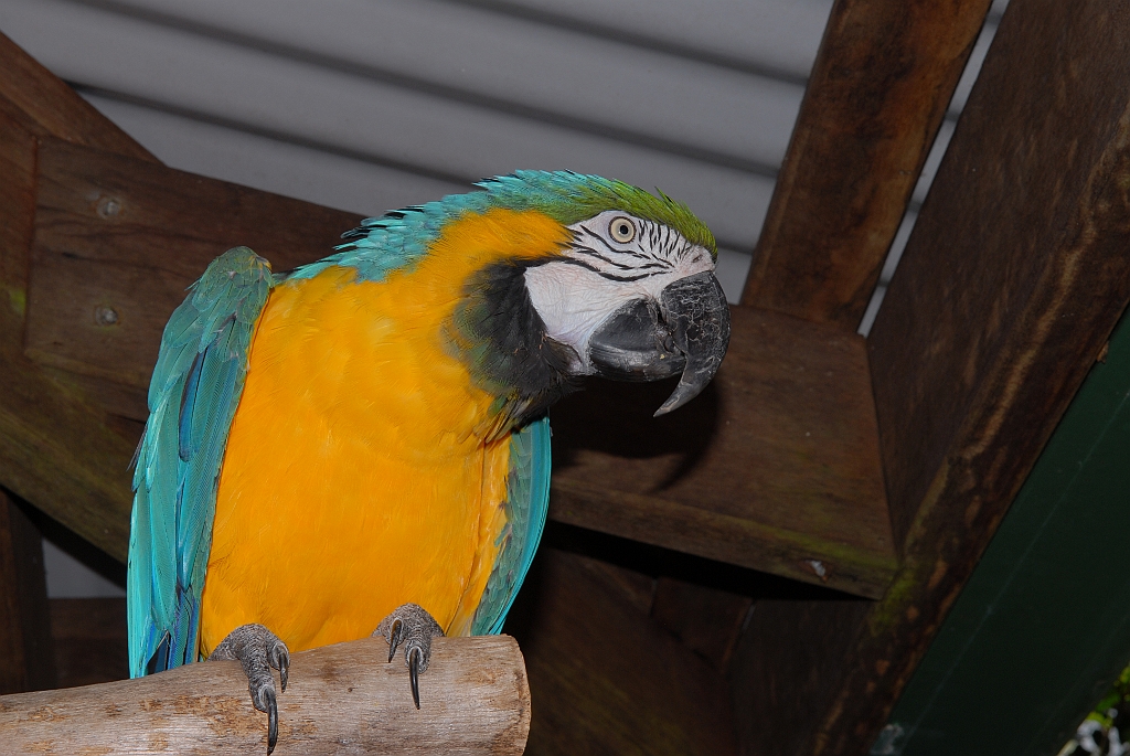 0694 Birdworld Kuranda.jpg